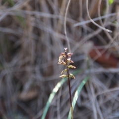 Corunastylis clivicola at Hackett, ACT - suppressed