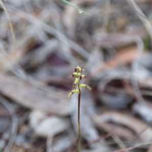 Corunastylis clivicola at Hackett, ACT - suppressed