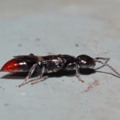 Bethylidae (family) (Bethylid wasp) at ANBG - 12 Mar 2020 by TimL