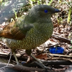 Ptilonorhynchus violaceus (Satin Bowerbird) at Campbell, ACT - 14 Mar 2020 by MargD