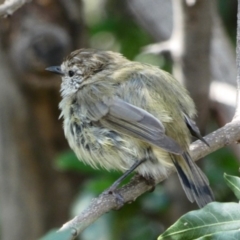 Acanthiza lineata (Striated Thornbill) at Campbell, ACT - 14 Mar 2020 by MargD