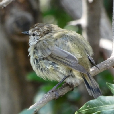 Acanthiza lineata (Striated Thornbill) at Campbell, ACT - 14 Mar 2020 by MargD