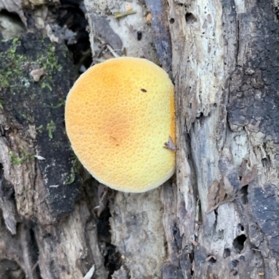 Cyptotrama asprata (Gold Tufts) at Quaama, NSW - 17 Mar 2020 by FionaG