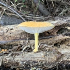 Cyptotrama asprata at Quaama, NSW - 18 Mar 2020