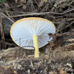 Cyptotrama asprata at Quaama, NSW - 18 Mar 2020