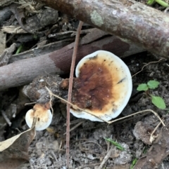 Amauroderma rude (Red-staining Stalked Polypore) at Quaama, NSW - 17 Mar 2020 by FionaG