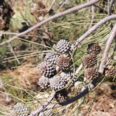 Allocasuarina luehmannii (Bulloak) at Lake Burley Griffin West - 14 Mar 2020 by MichaelMulvaney