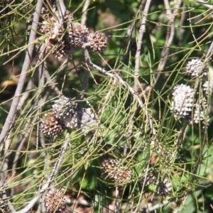 Allocasuarina luehmannii at Acton, ACT - 14 Mar 2020