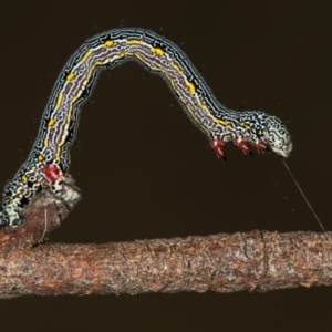 Chlenias (genus) at Bruce, ACT - 29 Oct 2016