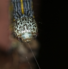 Chlenias (genus) at Bruce, ACT - 29 Oct 2016