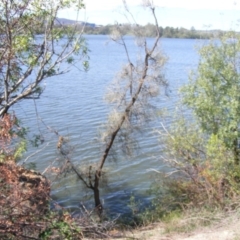 Allocasuarina luehmannii (Bulloak) at Lake Burley Griffin West - 14 Mar 2020 by MichaelMulvaney