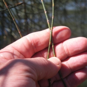 Allocasuarina luehmannii at Acton, ACT - 14 Mar 2020