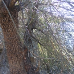 Allocasuarina luehmannii at Acton, ACT - 14 Mar 2020