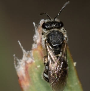 Lasioglossum (Chilalictus) sp. (genus & subgenus) at Bruce, ACT - 29 Oct 2016