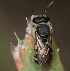 Lasioglossum (Chilalictus) sp. (genus & subgenus) (Halictid bee) at Bruce, ACT - 29 Oct 2016 by Bron