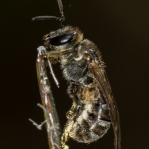 Lasioglossum (Chilalictus) sp. (genus & subgenus) at Bruce, ACT - 29 Oct 2016