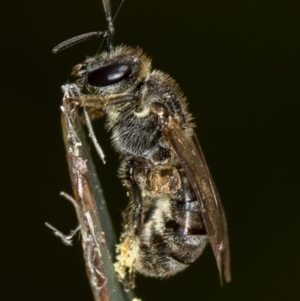 Lasioglossum (Chilalictus) sp. (genus & subgenus) at Bruce, ACT - 29 Oct 2016 12:01 PM