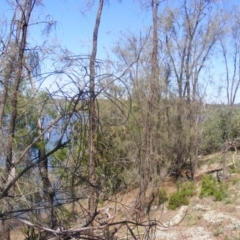 Allocasuarina luehmannii (Bulloak) at Lake Burley Griffin West - 14 Mar 2020 by MichaelMulvaney