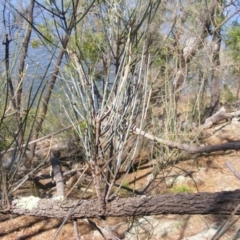 Allocasuarina luehmannii at Acton, ACT - 14 Mar 2020