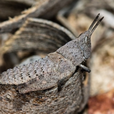 Goniaea australasiae (Gumleaf grasshopper) at Bruce Ridge - 29 Oct 2016 by Bron