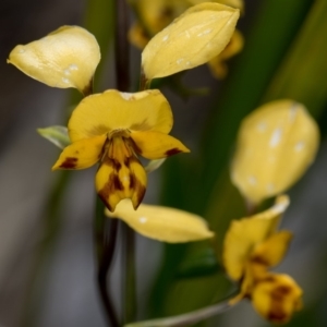 Diuris nigromontana at Bruce, ACT - 29 Oct 2016