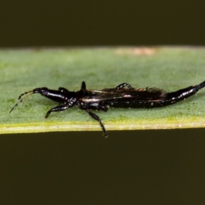 Phlaeothripidae sp. (family) (A thrip) at Bruce Ridge - 29 Oct 2016 by Bron