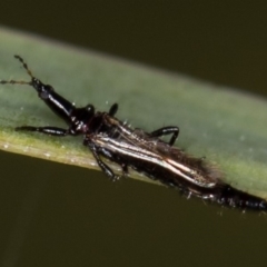 Phlaeothripidae sp. (family) at Bruce, ACT - 29 Oct 2016 12:14 PM