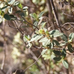 Pomaderris pallida (Pale Pomaderris) at Bullen Range - 16 Mar 2020 by MichaelMulvaney