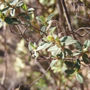 Pomaderris pallida at Uriarra Village, ACT - 16 Mar 2020