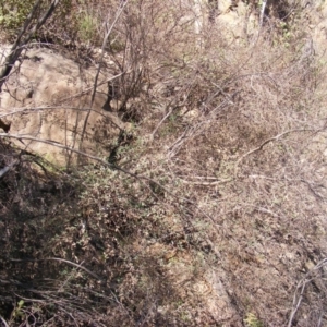 Pomaderris pallida at Stromlo, ACT - 16 Mar 2020
