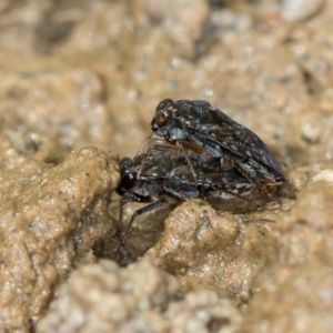 Saldidae sp. (family) at Bruce, ACT - 29 Oct 2016