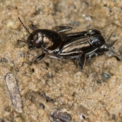 Tridactylus australicus (Pygmy Grasshopper) at Bruce Ridge - 29 Oct 2016 by Bron