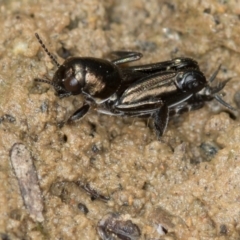 Tridactylus australicus (Pygmy Grasshopper) at Bruce, ACT - 29 Oct 2016 by Bron