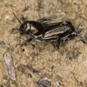 Tridactylus australicus at Bruce, ACT - 29 Oct 2016