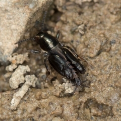 Tridactylus australicus at Bruce, ACT - 29 Oct 2016 12:31 PM