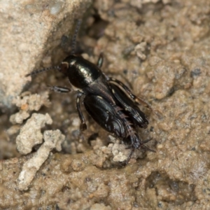 Tridactylus australicus at Bruce, ACT - 29 Oct 2016 12:31 PM