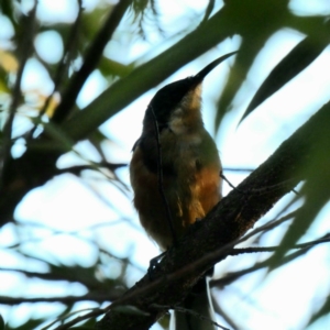 Acanthorhynchus tenuirostris at Hughes, ACT - 18 Mar 2020