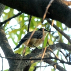 Acanthorhynchus tenuirostris at Hughes, ACT - 18 Mar 2020