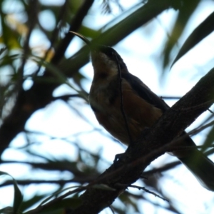 Acanthorhynchus tenuirostris at Hughes, ACT - 18 Mar 2020