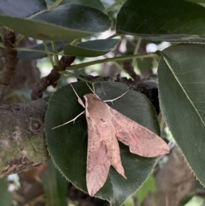 Hippotion scrofa at Quaama, NSW - 11 Mar 2020