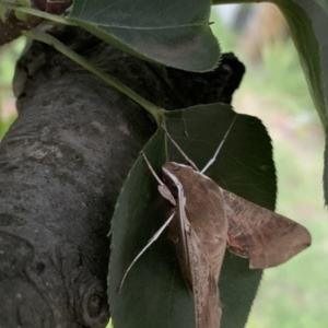 Hippotion scrofa at Quaama, NSW - 11 Mar 2020