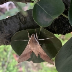 Hippotion scrofa at Quaama, NSW - 11 Mar 2020