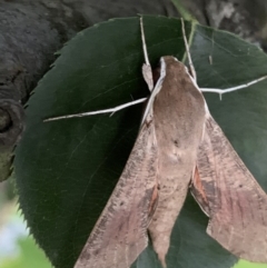 Hippotion scrofa at Quaama, NSW - 11 Mar 2020