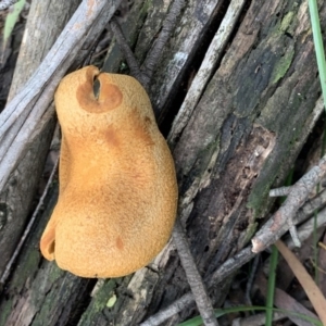 Gymnopilus sp. at Quaama, NSW - 9 Mar 2020