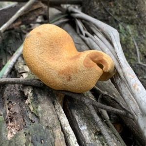 Gymnopilus sp. at Quaama, NSW - 9 Mar 2020 09:16 AM