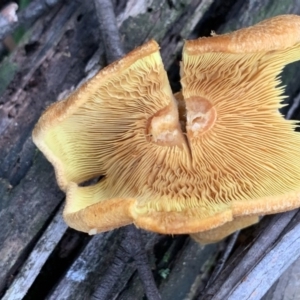 Gymnopilus sp. at Quaama, NSW - 9 Mar 2020