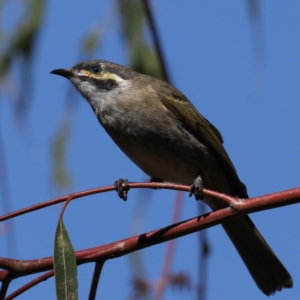 Caligavis chrysops at Fyshwick, ACT - 18 Mar 2020