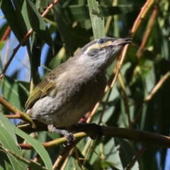 Caligavis chrysops at Fyshwick, ACT - 18 Mar 2020