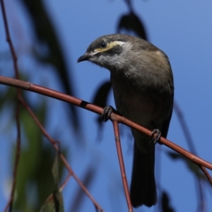 Caligavis chrysops at Fyshwick, ACT - 18 Mar 2020