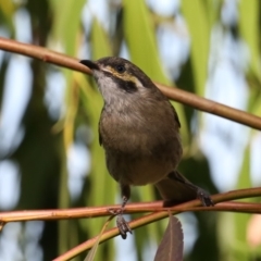 Caligavis chrysops at Fyshwick, ACT - 18 Mar 2020